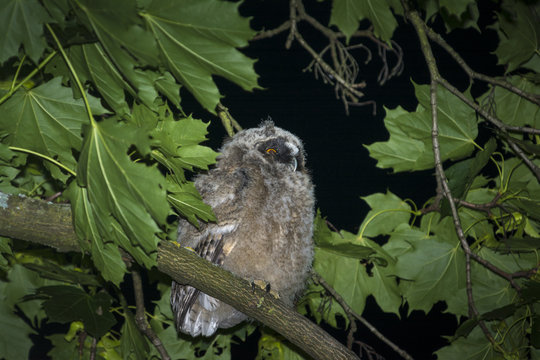 Waldohreule (Asio otus), Junge Waldohreule "&Auml;stlinge"