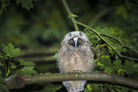 Waldohreule (Asio otus), Junge Waldohreule "&Auml;stlinge"