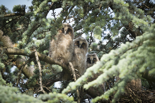 Waldohreule (Asio otus), Junge Waldohreulen "&Auml;stlinge"