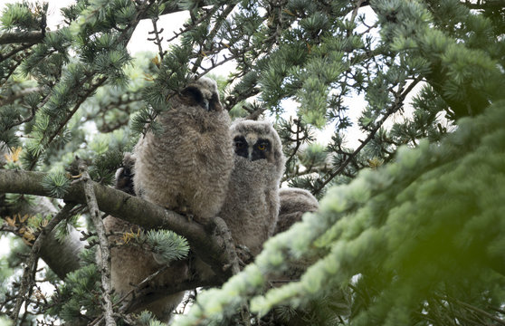 Waldohreule (Asio otus), Junge Waldohreulen "&Auml;stlinge"
