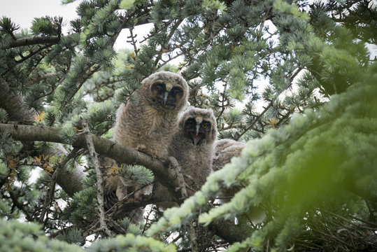 Waldohreule (Asio otus), Junge Waldohreulen "&Auml;stlinge"