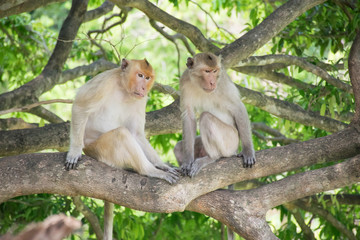 Monkey live in nature