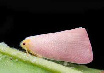 Plant Hopper