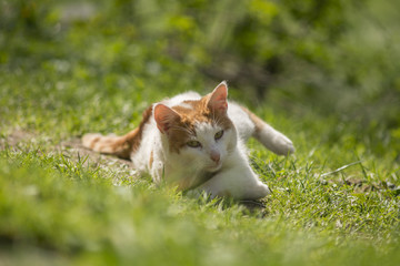 Cat in nature © Tadija Savic