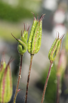 close photo of strange green plant