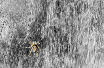 spider on wood