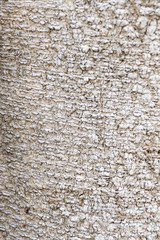 Wood Texture