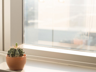 Cactus near window glass with warm tone, city view, copy space