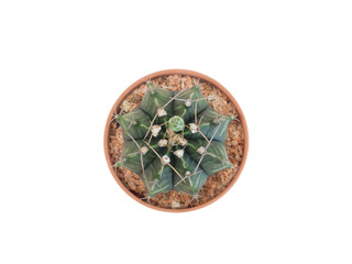 Cactus from top view with copy space on white background