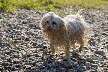 Havaneser Hund spielt am Strand