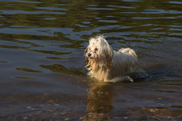 Havaneser Hund spielt am Strand