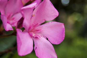 Fototapeta na wymiar Macro fuchsia petal flower left position
