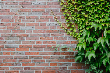 Ivy wall background