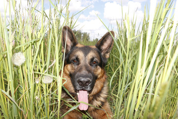 Dog german shepherd on the field in summer day