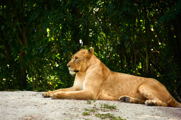 Fototapeta na wymiar female lion lying on rock