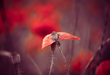 wild poppy flowers at summer meadow