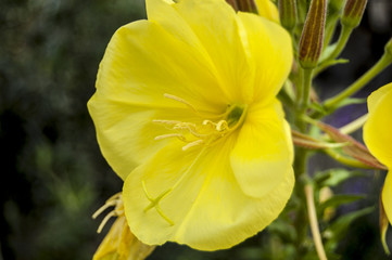 Macro Yellow flower