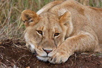 Obraz na płótnie Canvas Lioness in national park Nakuru in Kenya