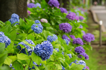 Hydrangea of street corner
