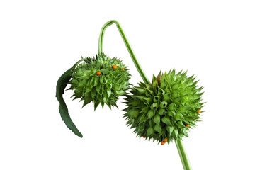Leonotis nepetifolia, Lion‘s ear