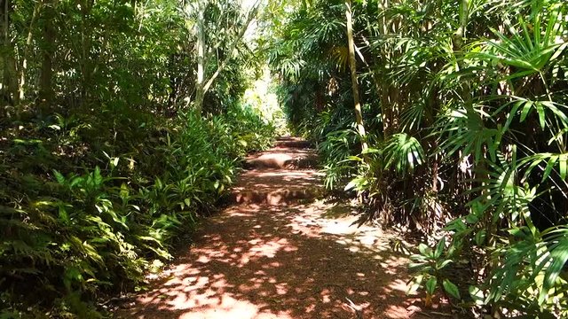 wild jungle path in briefgarden, asia sri lanka