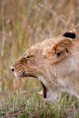 Lioness in national park Nakuru in Kenya