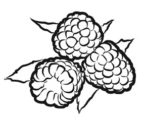 Rasperry Hand drawn outline sketch