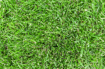 Natural green grass background texture close