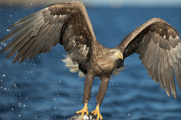 White-tailed Eagle Hunting