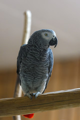 African Grey Parrot perched on tree branch in park