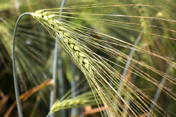 Detail of Barley Spikes 