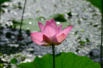 Obraz premium Bright pink lotus, Kyoto Japan. 蓮の花 大沢池 京都