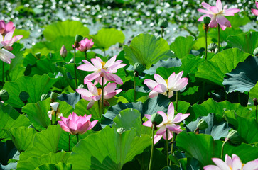 Obraz na płótnie Canvas Flowering pink lotus, Kyoto Japan. 蓮の花　大沢池　京都　