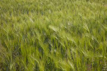 Feld mit Gerste, Nordrhein-Westfalen, Deutschland