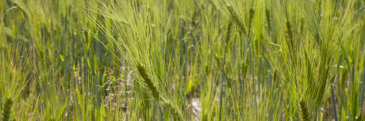 Feld mit Gerste, Nordrhein-Westfalen, Deutschland