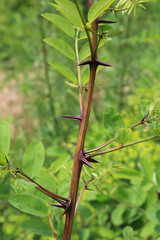 acacia thorns