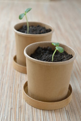seedlings