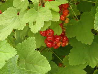 Berries and leaves of red currant