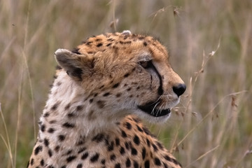 Naklejka na ściany i meble Cheetah in national park to Masay Mar in Kenya