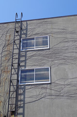 蔦が伸び行く家