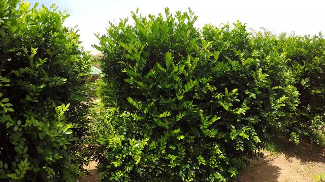 Passage of the hedge maze in the Hamilton Botanical Gardens, Bermuda. FPV