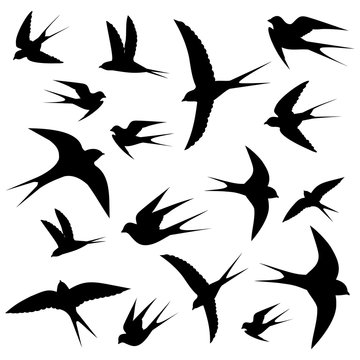 swallows circling