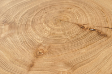 Cross section of elm tree trunk showing growth rings.