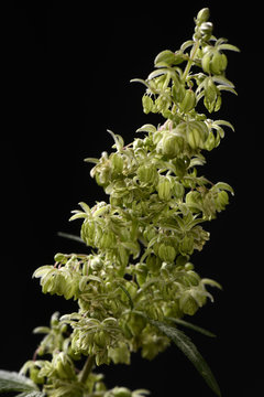 Hanf Bl&uuml;te (Cannabis indica)