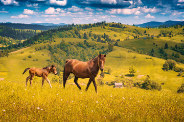 Horse with her little foal grazing on a meadow
