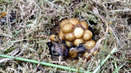 bumble bee in nest