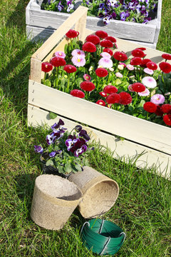 Boxes with spring flowers in the garden.