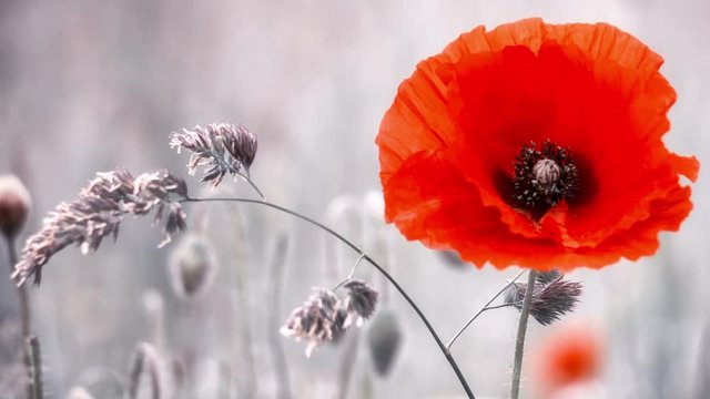 Closeup of red poppy on summer field. 4K