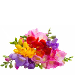 Fototapeta premium Fresh freesia flowers