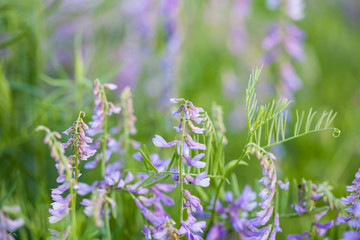 Purple wild flowers on green blurred nature background